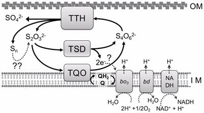 Tetrathionate hydrolase from the acidophilic microorganisms